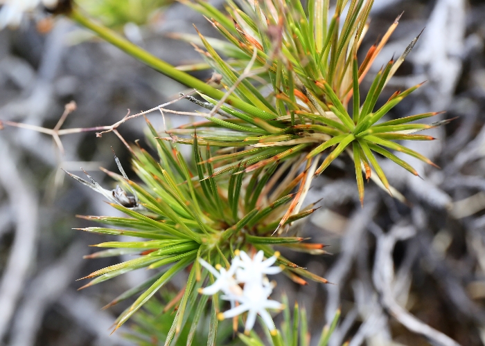 Western Australian Plants Boryaceae